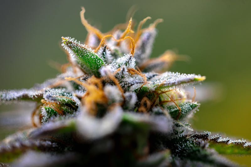 Premium Cannabis Flower